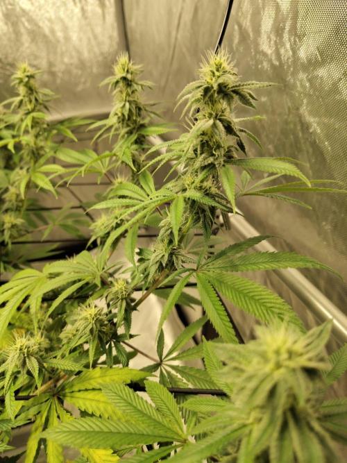 4 plant indoor. Week 14 - Garlic Fever