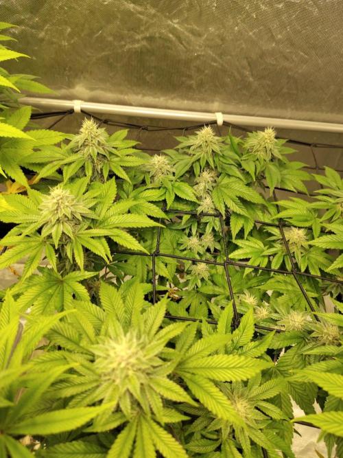 4 plant indoor. Week 14 - Turning point