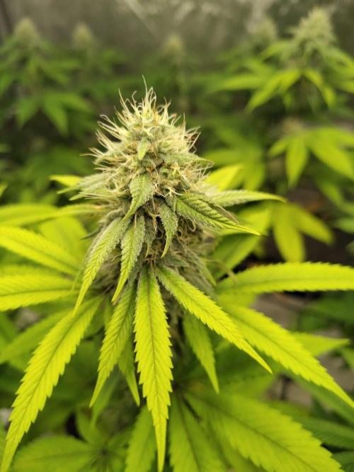 4 plant indoor. Week 14 - Dark passenger