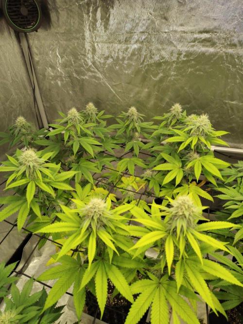 4 plant indoor. Week 14 - Dark passenger