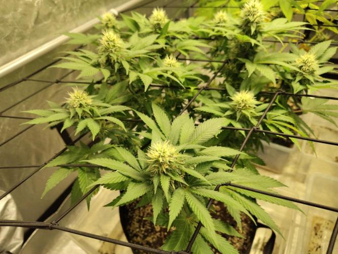 4 plant indoor. Week 14 - Blood diamond OG