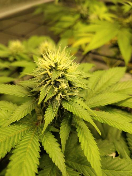 4 plant indoor. Week 14 - Blood diamond
