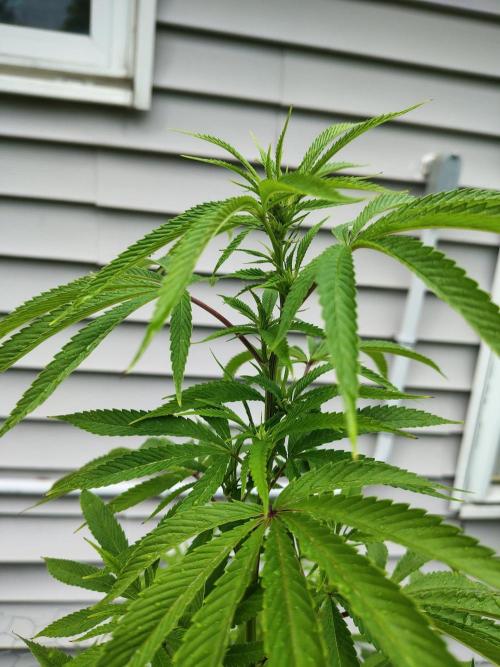 3 outdoors, mutant auto included!. Week 14 - Garlic