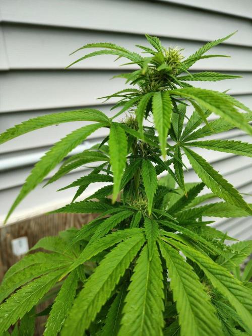 3 outdoors, mutant auto included!. Week 14 - Dark passenger