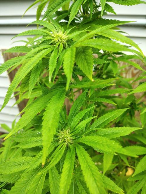 3 outdoors, mutant auto included!. Week 14 - Dark passenger