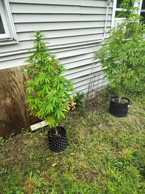 3 outdoors, mutant auto included!. Week 14 - Dark passenger on left