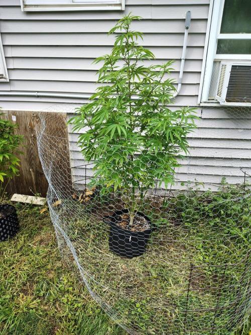 3 outdoors, mutant auto included!. Week 14 - Garlic fever