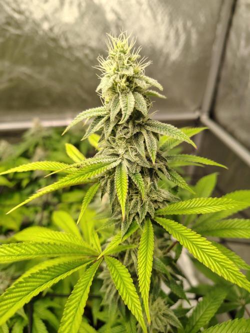 4 plant indoor. Week 15 - Garlic Fever