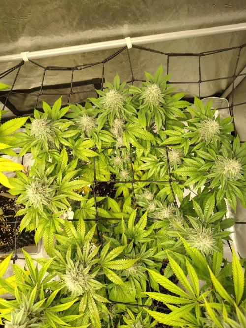 4 plant indoor. Week 15 - Turning point