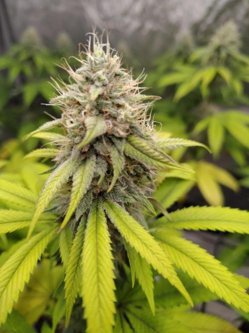 4 plant indoor. Week 15 - Dark passenger