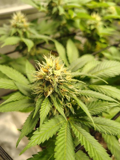 4 plant indoor. Week 15 - Blood diamond og