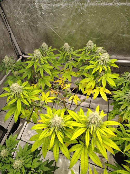 4 plant indoor. Week 15 - Dark passenger