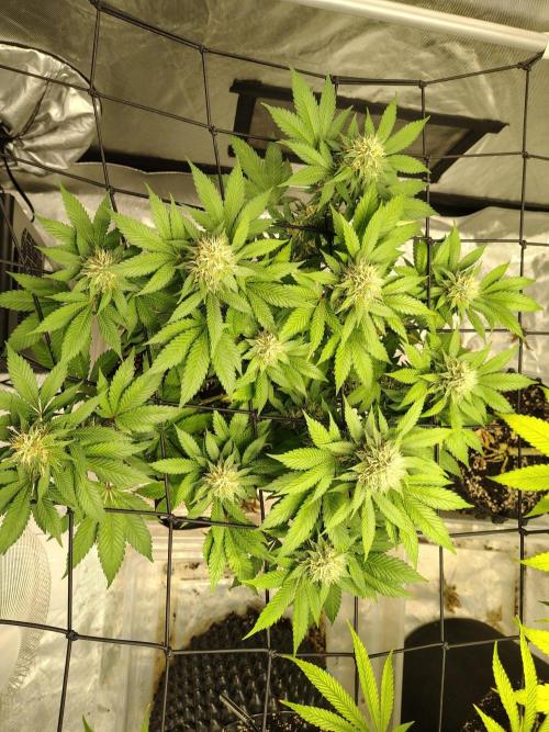 4 plant indoor. Week 15 - Blood diamond og