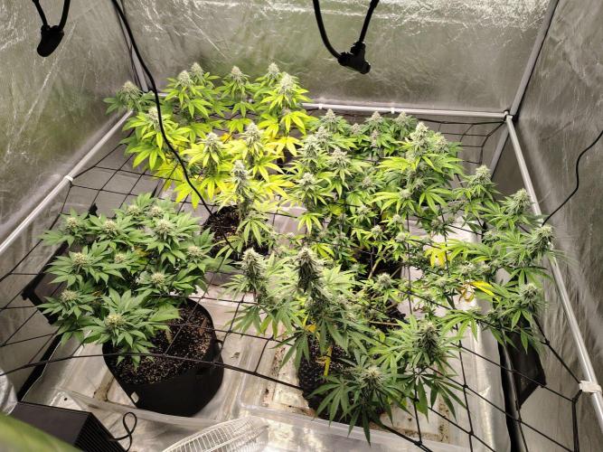 4 plant indoor. Week 15 - The whole tent!