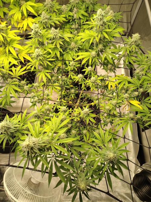 4 plant indoor. Week 15 - Garlic Fever