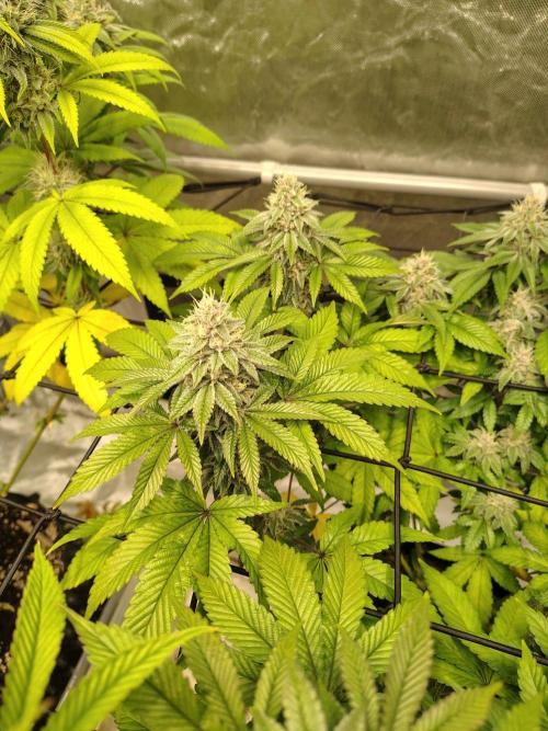 4 plant indoor. Week 15 - Turning point