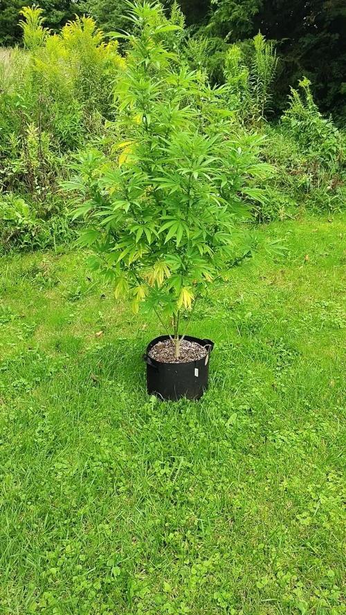 3 outdoors, mutant auto included!