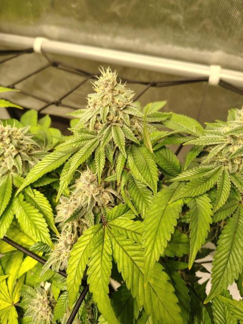 4 plant indoor. Week 16 - Turning point