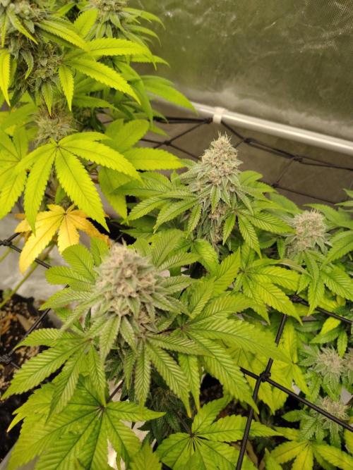 4 plant indoor. Week 16 - Turning point