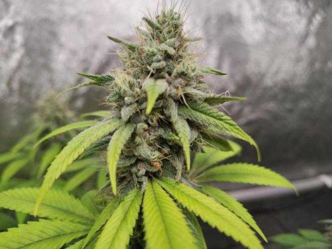 4 plant indoor. Week 16 - Dark passenger