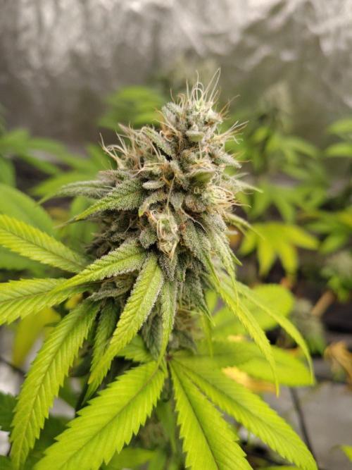 4 plant indoor. Week 16 - Dark passenger
