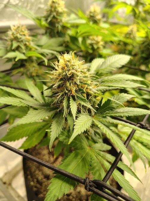 4 plant indoor. Week 16 - Blood diamond og