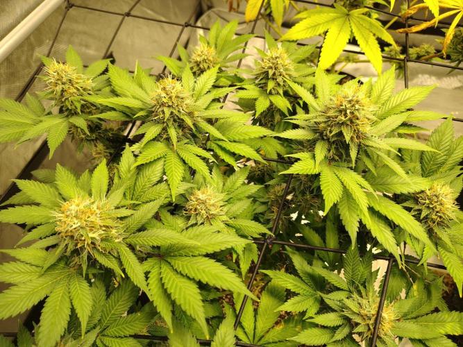 4 plant indoor. Week 16 - Blood diamond og