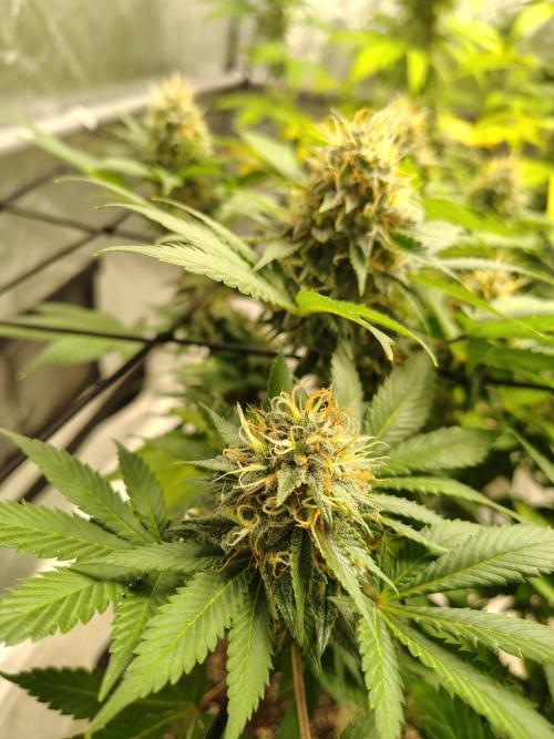 4 plant indoor. Week 16 - Diamond og