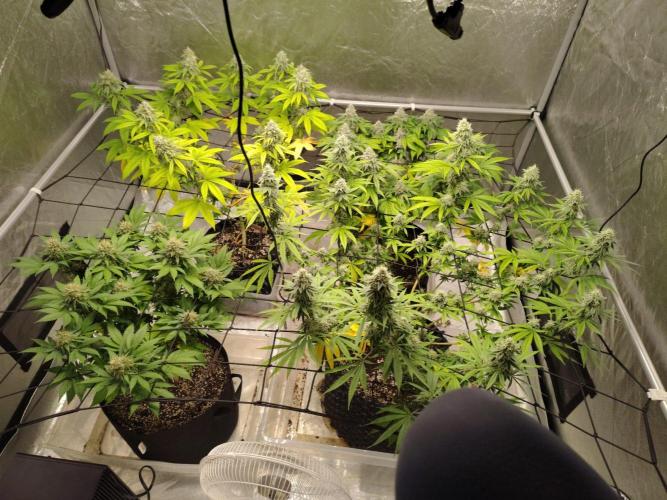 4 plant indoor. Week 16 - Entire tent