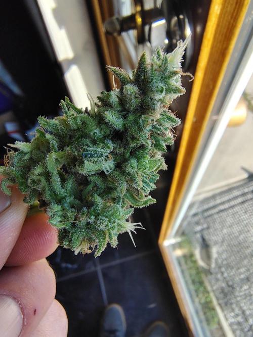 Out to indoor autoflower mutant!. Week 14