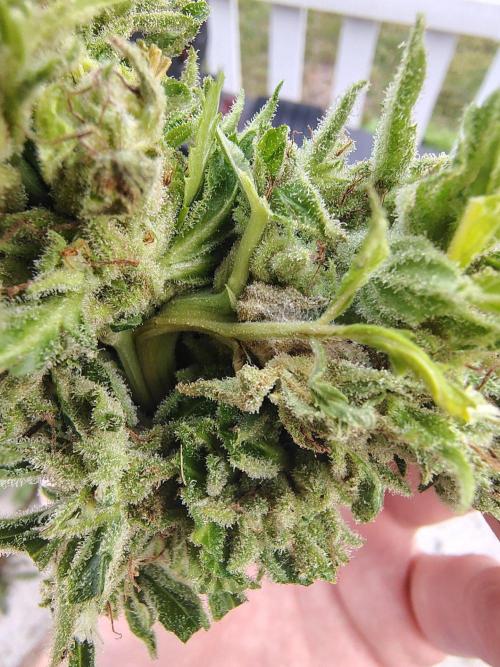 Out to indoor autoflower mutant!. Week 14 - Mold