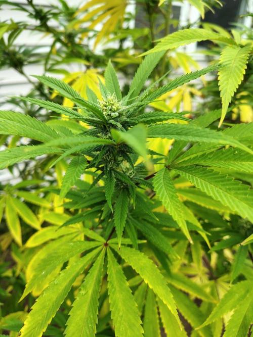 3 outdoors, mutant auto included!. Week 16