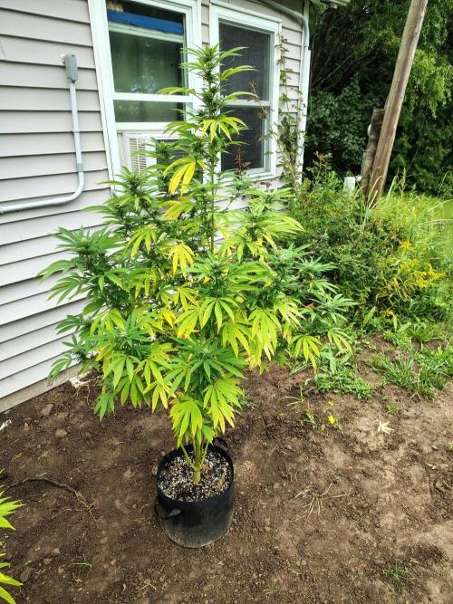 3 outdoors, mutant auto included!. Week 16 - Garlic Fever