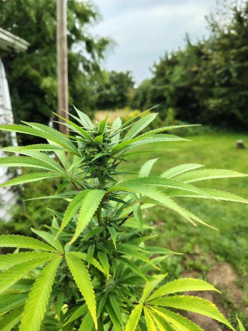 3 outdoors, mutant auto included!. Week 16