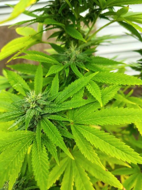 3 outdoors, mutant auto included!. Week 16