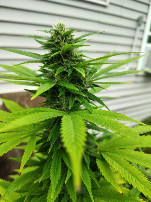 3 outdoors, mutant auto included!. Week 16