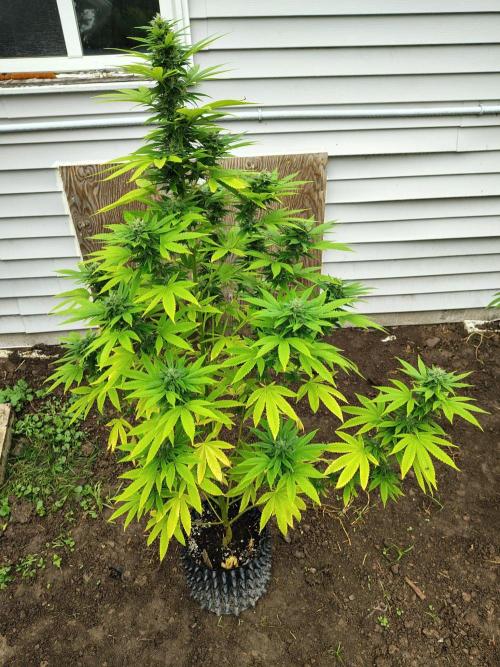 3 outdoors, mutant auto included!. Week 16 - Dark passenger