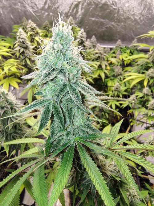 4 plant indoor. Week 17 - Garlic fever