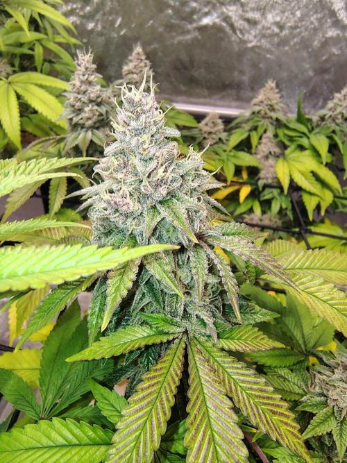 4 plant indoor. Week 17 - Turning point