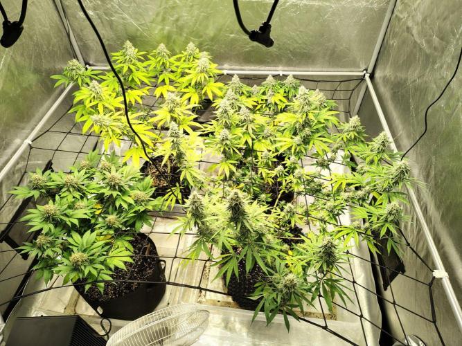 4 plant indoor. Week 17