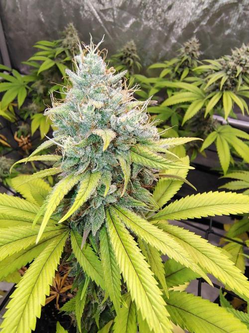 4 plant indoor. Week 17 - Dark passenger