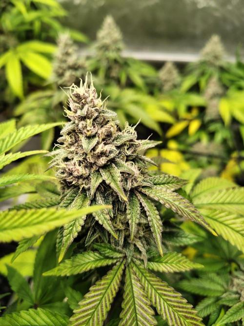 4 plant indoor. Week 17 - Turning point