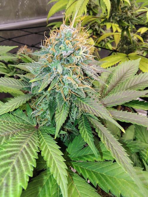 4 plant indoor. Week 17 - Blood diamond og