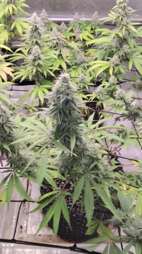 4 plant indoor
