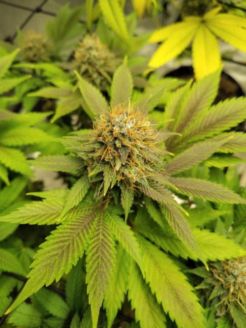 4 plant indoor. Week 17