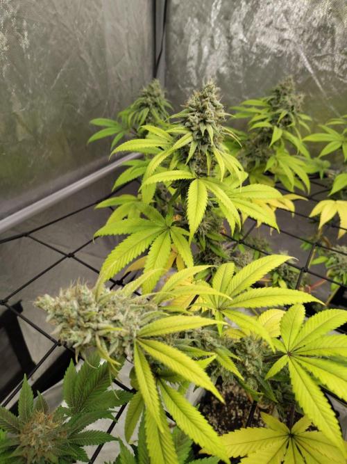 4 plant indoor. Week 17
