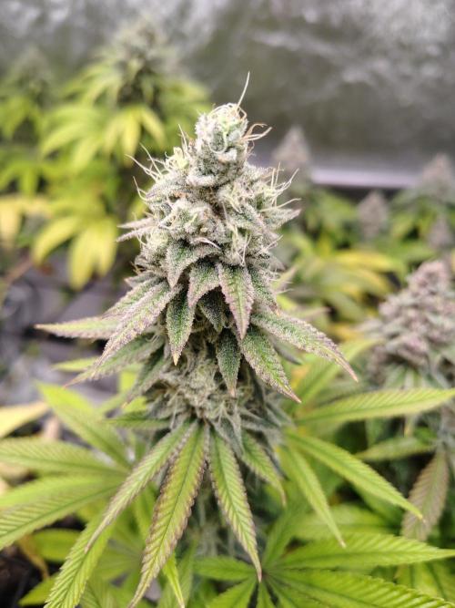 4 plant indoor. Week 17