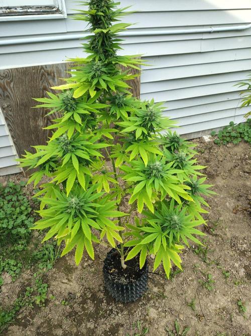 3 outdoors, mutant auto included!. Week 18 - Dark passenger