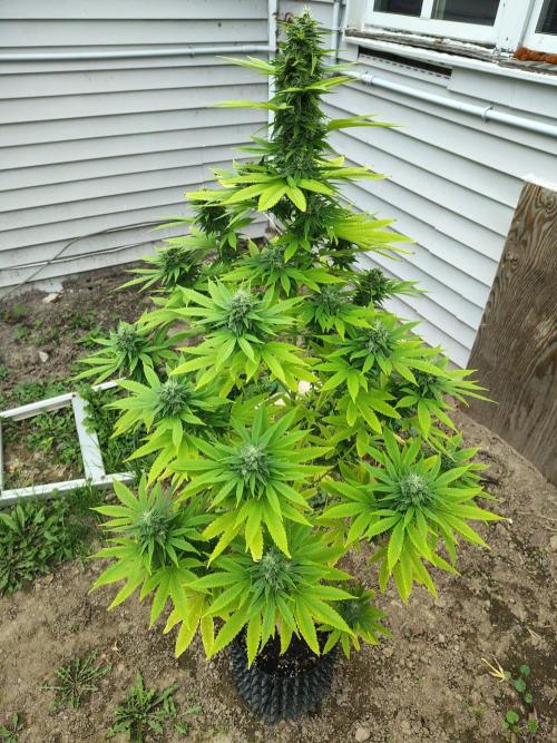 3 outdoors, mutant auto included!. Week 18 - Dark passenger