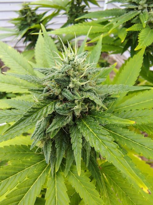 3 outdoors, mutant auto included!. Week 18 - Dark passenger
